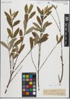 Foto von Salix peloritana Preston